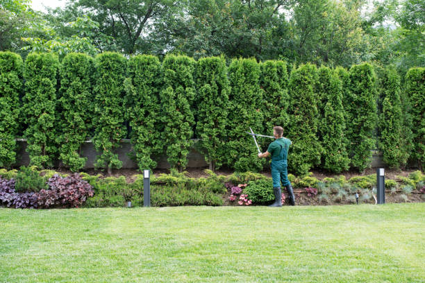 Professional Tree Care Services in South Barre, VT